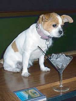 Doggie Happy Hour photo